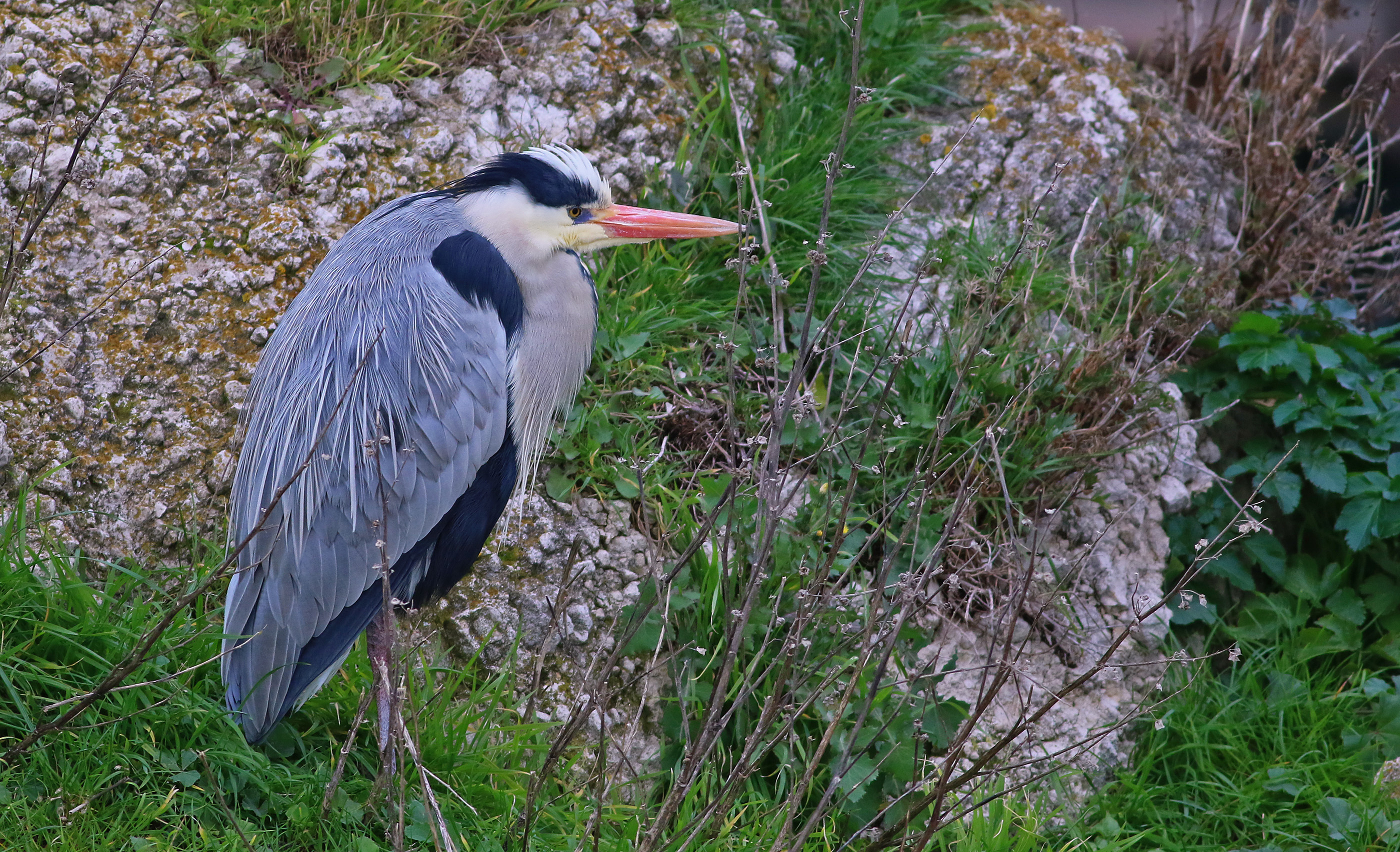 Gray Heron